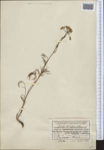 Seseli strictum Ledeb., Middle Asia, Northern & Central Kazakhstan (M10) (Kazakhstan)