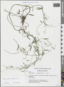 Ranunculus reptans L., Eastern Europe, Central forest region (E5) (Russia)