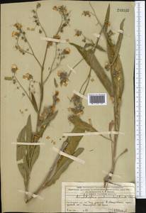 Lindelofia anchusoides subsp. anchusoides, Middle Asia, Western Tian Shan & Karatau (M3) (Kazakhstan)