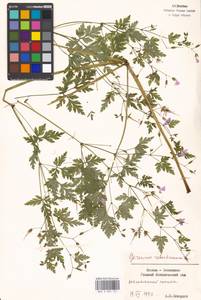Geranium robertianum L., Eastern Europe, Moscow region (E4a) (Russia)