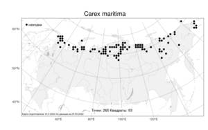 Carex maritima Gunnerus, Atlas of the Russian Flora (FLORUS) (Russia)