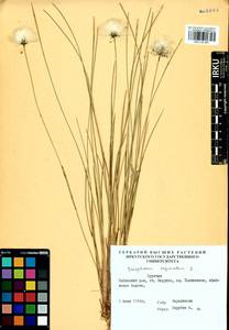 Eriophorum vaginatum L., Siberia, Baikal & Transbaikal region (S4) (Russia)