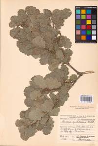 Quercus pubescens Willd. , nom. cons., Eastern Europe, Moldova (E13a) (Moldova)