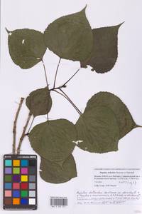 Populus deltoides × moscoviensis, Eastern Europe, Moscow region (E4a) (Russia)