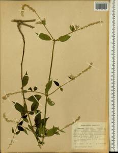 Achyranthes aspera L., Africa (AFR) (Ethiopia)