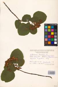 Viburnum lantana L., Eastern Europe, Moldova (E13a) (Moldova)
