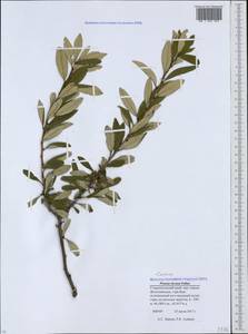 Prunus incana (Pall.) Steven, Caucasus, Stavropol Krai, Karachay-Cherkessia & Kabardino-Balkaria (K1b) (Russia)