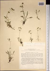 Bupleurum americanum J. M. Coult. & Rose, Siberia, Chukotka & Kamchatka (S7) (Russia)