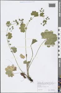 Alchemilla amphipsila Juz., Eastern Europe, Northern region (E1) (Russia)
