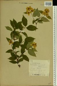 Philadelphus coronarius L., Eastern Europe, Central forest region (E5) (Russia)