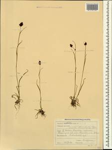 Luzula stenophylla Steud., Caucasus, Stavropol Krai, Karachay-Cherkessia & Kabardino-Balkaria (K1b) (Russia)