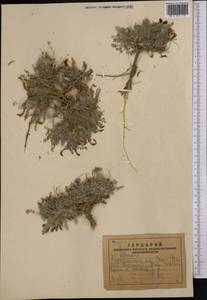Astragalus, Middle Asia, Muyunkumy, Balkhash & Betpak-Dala (M9) (Kazakhstan)