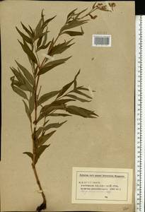 Koenigia alpina (All.) T. M. Schust. & Reveal, Eastern Europe, Middle Volga region (E8) (Russia)