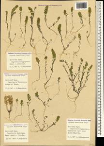 Alyssum turkestanicum Regel & Schmalh. ex Regel, Crimea (KRYM) (Russia)