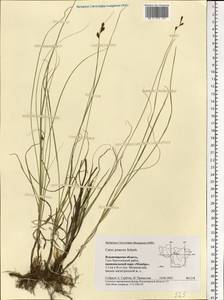 Carex praecox Schreb., Eastern Europe, Central region (E4) (Russia)