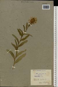 Pentanema hirtum (L.) D. Gut. Larr., Santos-Vicente, Anderb., E. Rico & M. M. Mart. Ort., Eastern Europe, Central forest-and-steppe region (E6) (Russia)