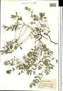 Sibbaldianthe bifurca subsp. bifurca, Eastern Europe, Central region (E4) (Russia)