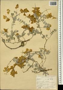 Hedysarum varium Willd., South Asia, South Asia (Asia outside ex-Soviet states and Mongolia) (ASIA) (Turkey)