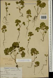 Clinopodium graveolens subsp. rotundifolium (Pers.) Govaerts, Caucasus, Armenia (K5) (Armenia)
