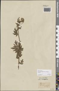 Ranunculus sericeus Banks & Sol., Middle Asia, Syr-Darian deserts & Kyzylkum (M7) (Uzbekistan)