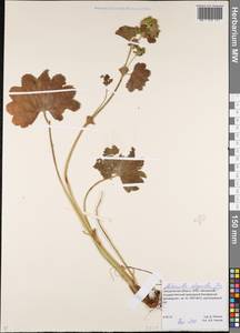 Alchemilla oligantha Juz., Eastern Europe, Eastern region (E10) (Russia)