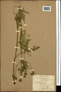 Eleutherospermum cicutarium (M. Bieb.) Boiss., Caucasus, Stavropol Krai, Karachay-Cherkessia & Kabardino-Balkaria (K1b) (Russia)