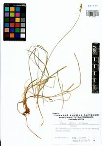 Carex iljinii V.I.Krecz., Siberia, Baikal & Transbaikal region (S4) (Russia)