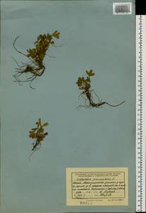 Sibbaldia procumbens L., Siberia, Altai & Sayany Mountains (S2) (Russia)