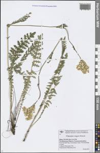 Filipendula vulgaris Moench, Eastern Europe, Eastern region (E10) (Russia)