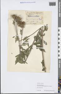 Serratula coronata L., Eastern Europe, Moscow region (E4a) (Russia)