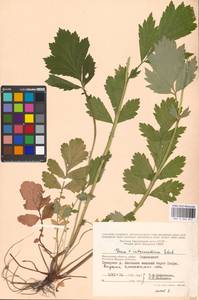 Geum × intermedium Ehrh., Eastern Europe, Moscow region (E4a) (Russia)