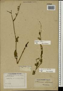 Crepis pannonica (Jacq.) C. Koch, Eastern Europe, Rostov Oblast (E12a) (Russia)