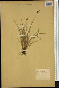 Carex pilulifera L., Western Europe (EUR) (Germany)