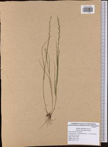 Lolium remotum Schrank, Eastern Europe, Central region (E4) (Russia)