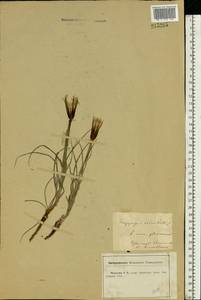 Tragopogon orientalis L., Eastern Europe, Central forest-and-steppe region (E6) (Russia)