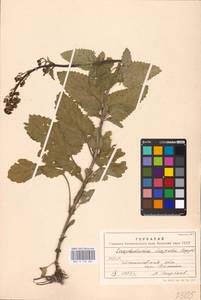 MHA 0 159 667, Scrophularia scopolii Hoppe, Eastern Europe, West Ukrainian region (E13) (Ukraine)