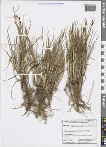 Carex subspathacea Wormsk. ex Hornem., Siberia, Central Siberia (S3) (Russia)
