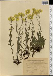 Helichrysum arenarium (L.) Moench, Eastern Europe, North Ukrainian region (E11) (Ukraine)