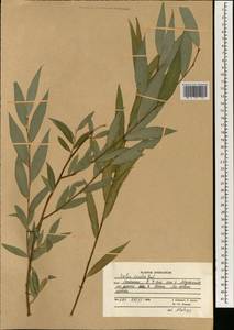 Salix excelsa J.F.Gmel., South Asia, South Asia (Asia outside ex-Soviet states and Mongolia) (ASIA) (Afghanistan)