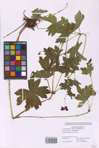 Geranium palustre L., Eastern Europe, Central region (E4) (Russia)