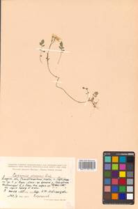 Cardamine prorepens Fisch. ex DC., Siberia, Russian Far East (S6) (Russia)