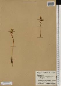 Epipogium aphyllum Sw., Eastern Europe, Northern region (E1) (Russia)
