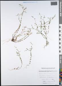 Arenaria serpyllifolia L., Caucasus, Black Sea Shore (from Novorossiysk to Adler) (K3) (Russia)