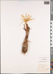 Colchicum robustum (Bunge) Stef., Middle Asia, Karakum (M6) (Turkmenistan)
