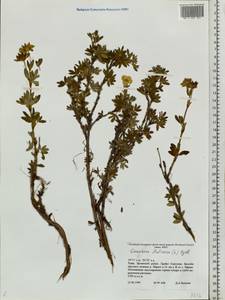 Dasiphora fruticosa (L.) Rydb., Siberia, Altai & Sayany Mountains (S2) (Russia)