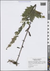 Artemisia stolonifera (Maxim.) Kom., Siberia, Russian Far East (S6) (Russia)