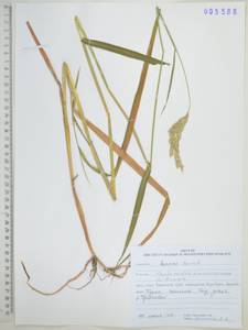 Phalaris arundinacea L., Siberia, Russian Far East (S6) (Russia)
