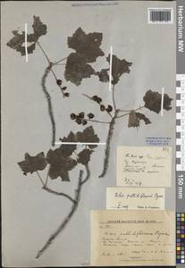 Ribes pallidiflorum Pojark., Siberia, Russian Far East (S6) (Russia)