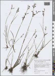 Juncus alpinoarticulatus Chaix, Siberia, Baikal & Transbaikal region (S4) (Russia)