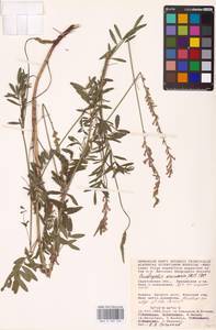 Onobrychis viciifolia Scop., Eastern Europe, Lower Volga region (E9) (Russia)